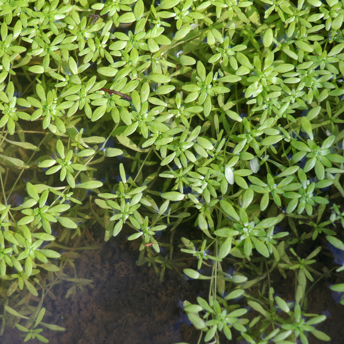 native ct pond plants
