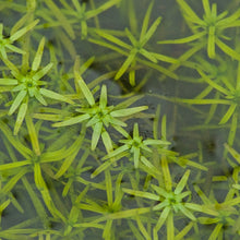 Load image into Gallery viewer, Callitriche stagnalis