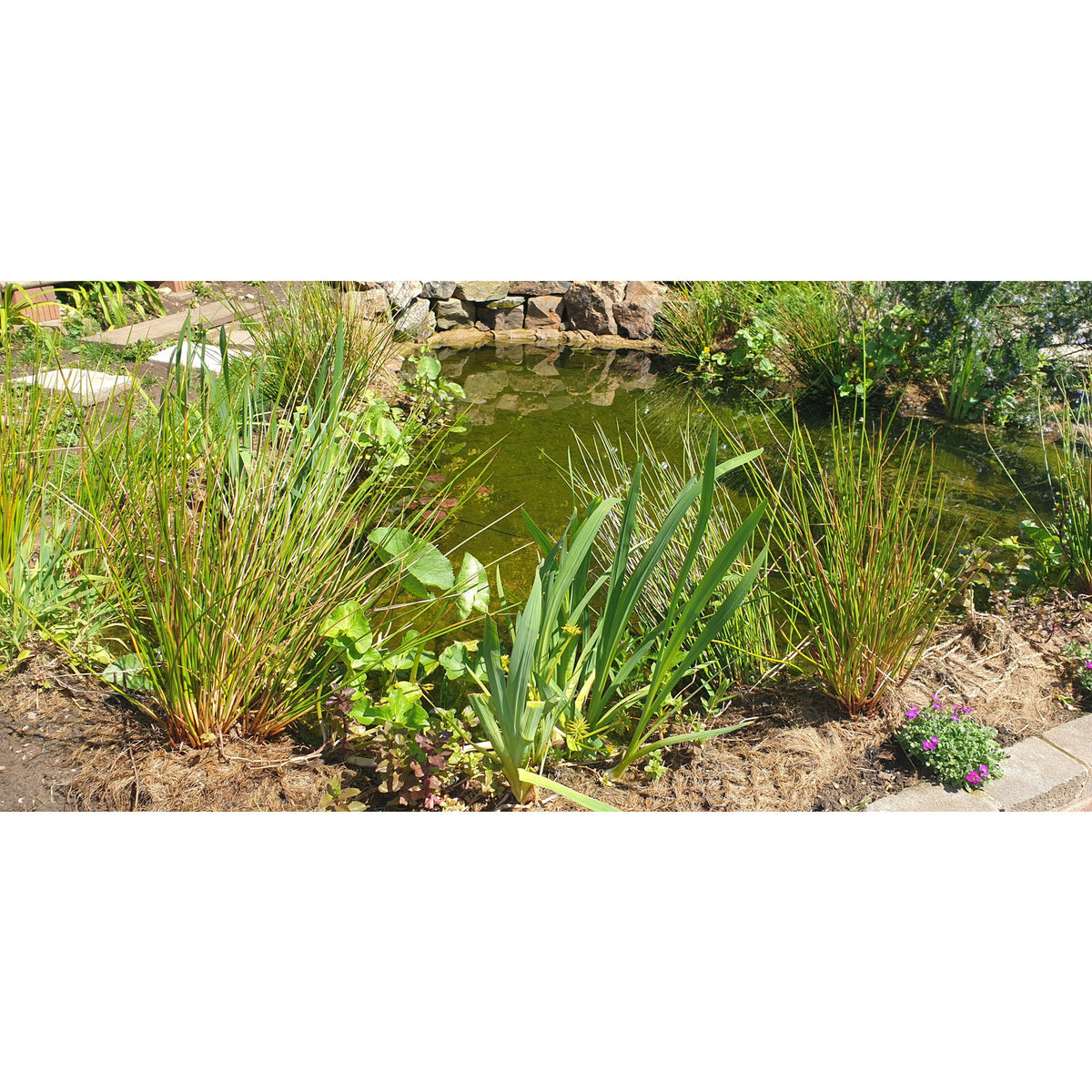 Preplanted Coir Mats Native Aquatic Plants British Pond Plants