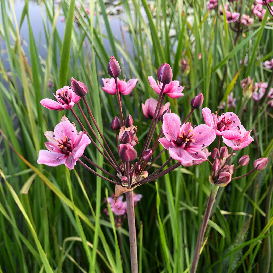 Pond Plant: Butomus umbellatus - flowering rush
