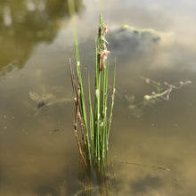 Load image into Gallery viewer, Pond Collection: Starter Pond Collection