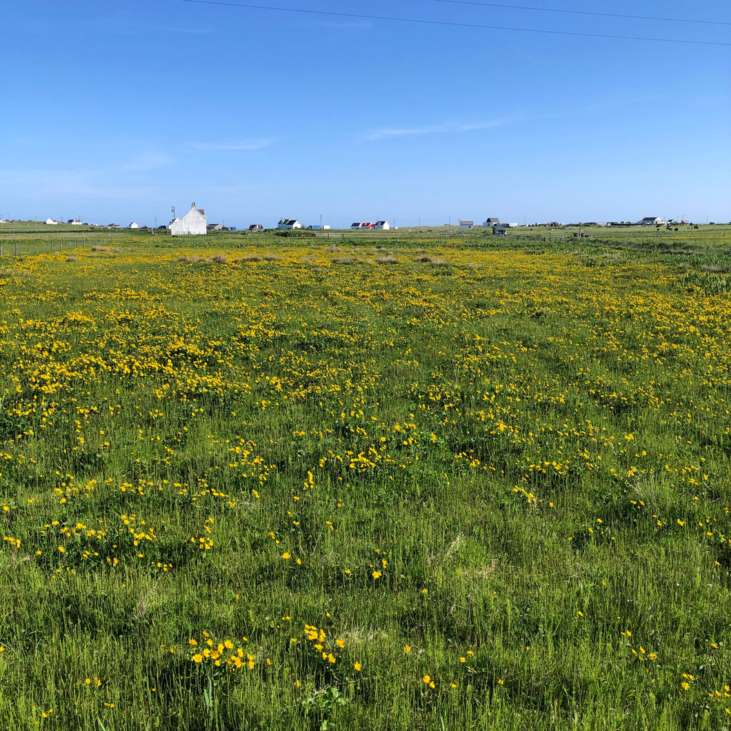 Field of Caltha Palustris in flower, Tiree