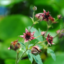 Load image into Gallery viewer, Plant Collection: Marginals