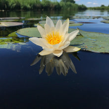 Load image into Gallery viewer, Pond Plant: water lilies