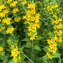 Load image into Gallery viewer, Lysimachia vulgaris in flower