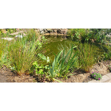Load image into Gallery viewer, Preplanted coir mats  in a garden pond