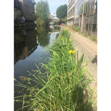 Load image into Gallery viewer, Preplanted coir rolls in a London canal