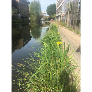 Preplanted coir rolls in a London canal