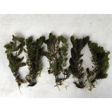 Load image into Gallery viewer, Five bunches of hornwort