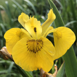 Yellow flag iris Iris pseudacorus