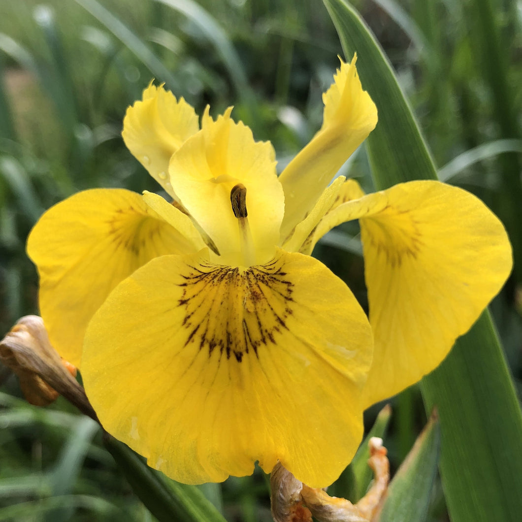 Yellow Flag Iris Iris Pseudacorus British Pond Plants yellow-flag-iris-iris-pseudacorus-british-pond-plants