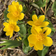 Load image into Gallery viewer, Caltha palustris