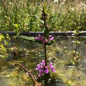 Marsh woundwort in flower