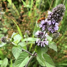 Load image into Gallery viewer, Water mint (Mentha aquatica)