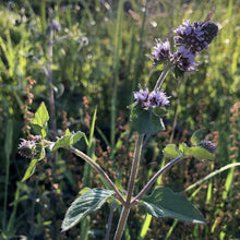 Load image into Gallery viewer, Water mint, mentha aquatica