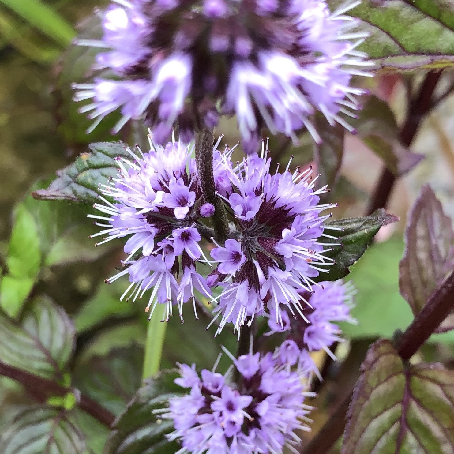 Watermint Water mint | Mentha aquatica | British Pond Plants
