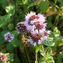 Load image into Gallery viewer, Pond Plant: Mentha aquatica - water mint