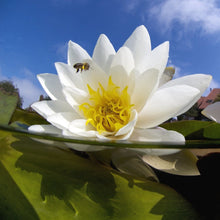 Load image into Gallery viewer, White water lily and honeybee