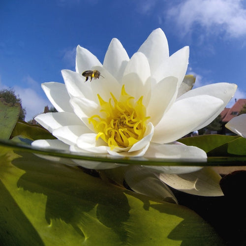 White water lily and honeybee