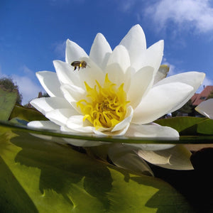 white pond lily extract Pond Plant: water lilies