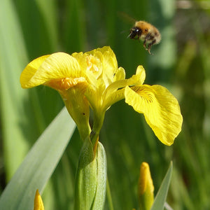 Yelow flag iris and Common carder bee